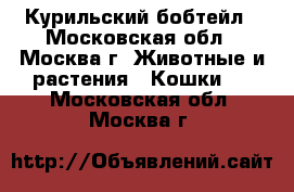 Курильский бобтейл - Московская обл., Москва г. Животные и растения » Кошки   . Московская обл.,Москва г.